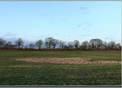 Wiese_mit_Rehen